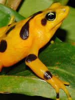 El Valle, Goldener Frosch