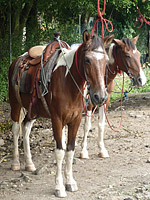 El Valle, Golden Frog