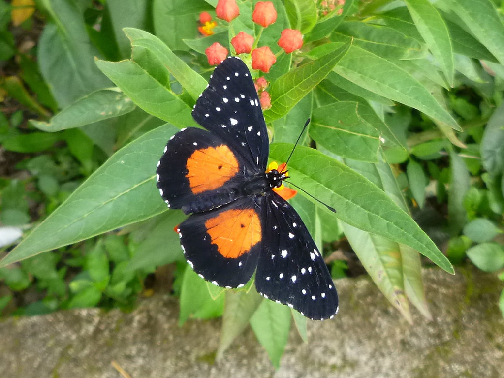 Butterfly in El Valle