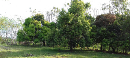 21 ha Finca in Santa Catalina with Small House 21 ha Finca in Santa Catalina with Small House
